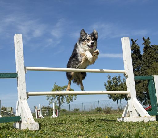 agility dog